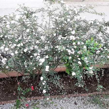 Achladi Villa Ioanneta מראה חיצוני תמונה